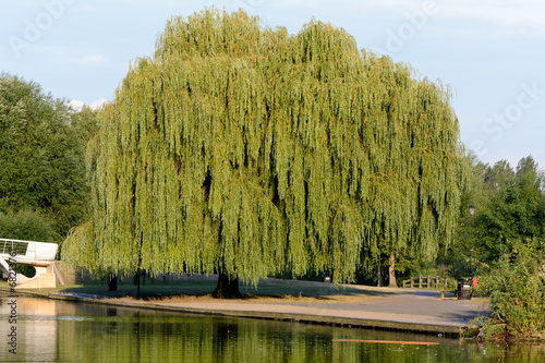 Willow tree