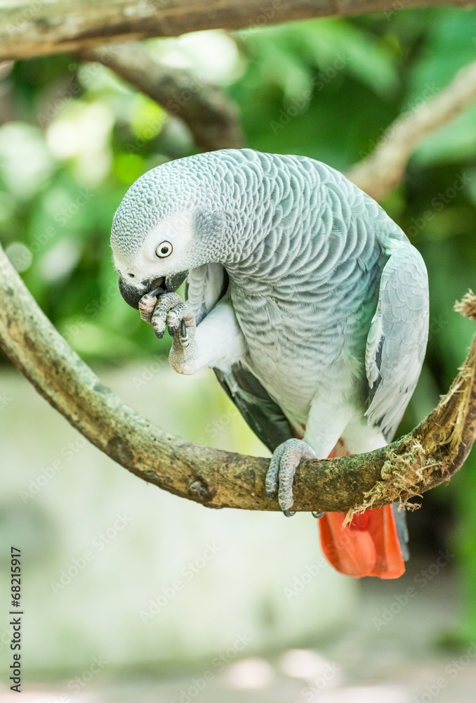 Obraz premium African Grey Parrot or Grey Parrot (Psittacus erithacus)