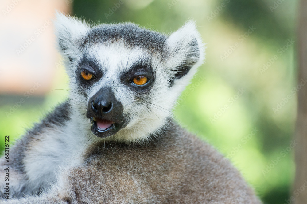 Obraz premium Close-up Ring-tailed lemur (Lemur catta)