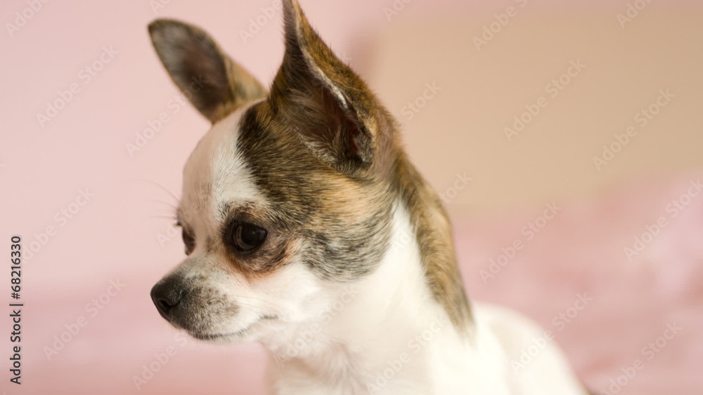 dog looking, chihuahua