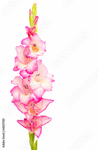 Fototapeta Naklejka Na Ścianę i Meble -  gladiolus isolated