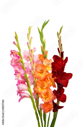 Fototapeta Naklejka Na Ścianę i Meble -  gladiolus isolated