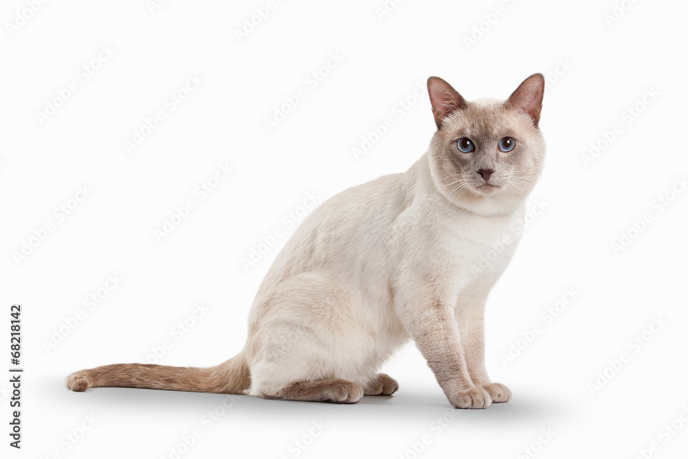Lilac Thai cat on white background
