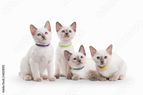 four small thai kittens on white background