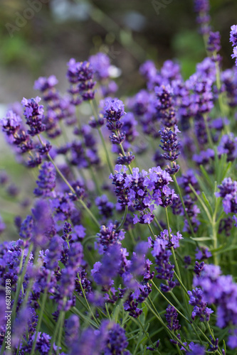 Gardens with the flourishing lavender