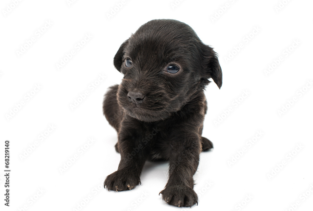 spaniel puppy spaniel puppy