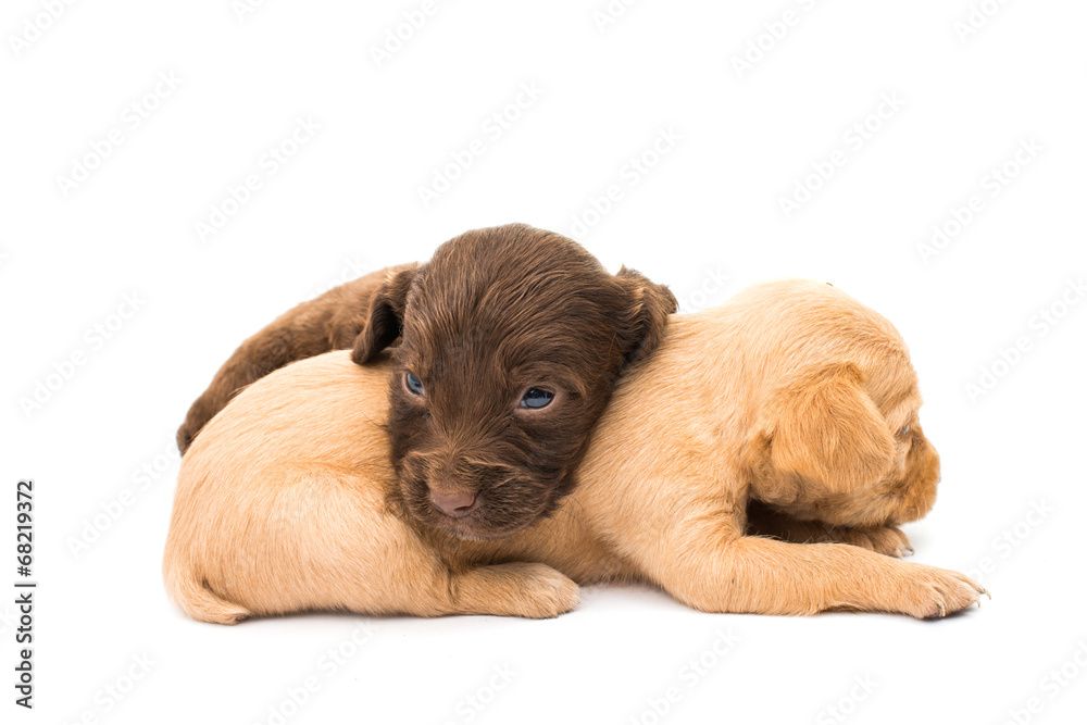 Obraz premium spaniel puppy