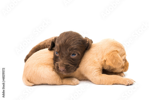 spaniel puppy