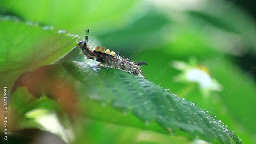 Orgyia antiqua Orgyia antiqua