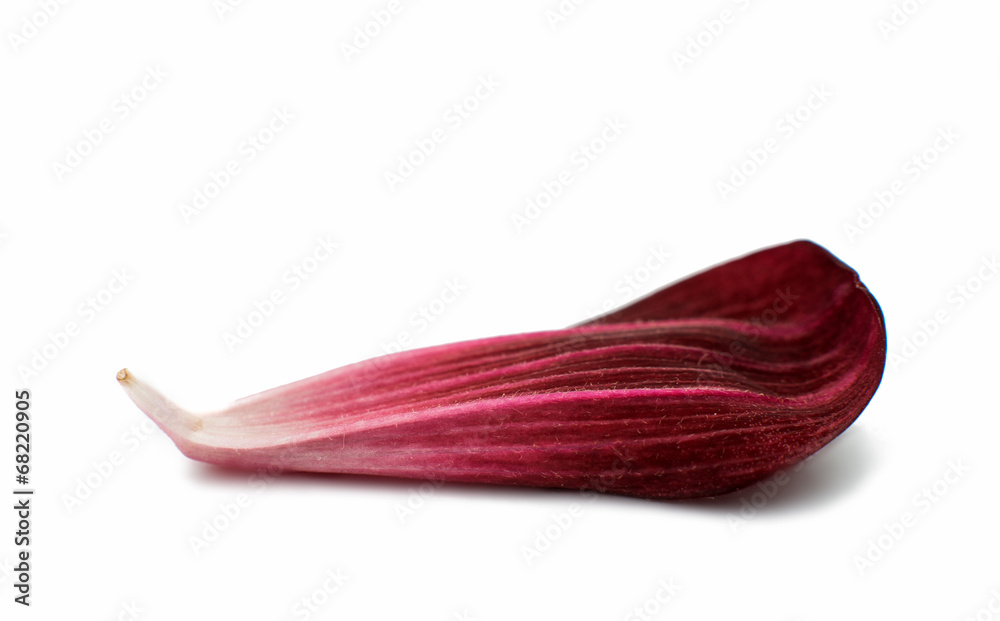 dahlia petal dahlia petal
