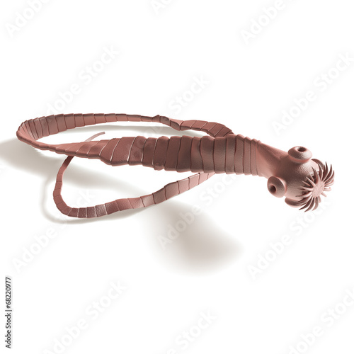 Tapeworm - Cestoda - side view