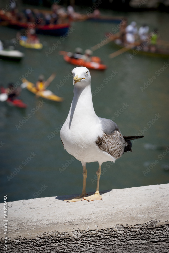 il gabbiano sul ponte