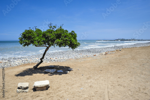Fototapeta Naklejka Na Ścianę i Meble -  Lonely tree on the beach