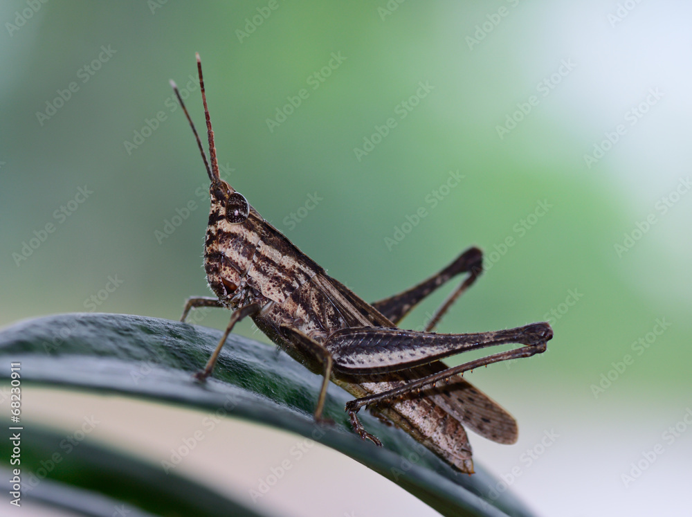 Fototapeta premium side view of brown and light yellow grasshopper standing on gr