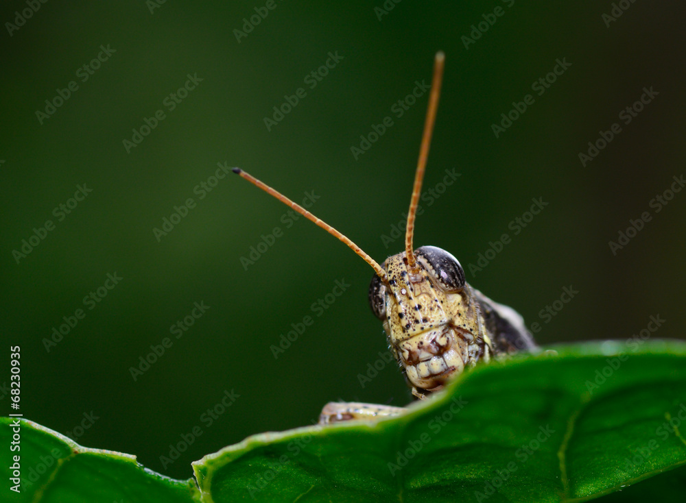 front view of brown yellow grasshopper standing on leaf front view of brown yellow grasshopper standing on leaf