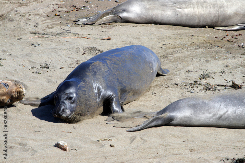 Obraz premium Sea lions at the Pacific Coast, California, USA..