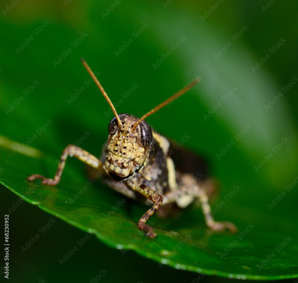 brown yellow grasshopper standing on leaf brown yellow grasshopper standing on leaf