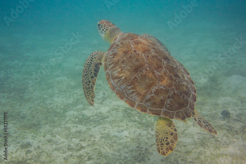 Green Sea Turtle Coming Up for Air