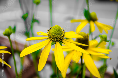 Fototapeta Naklejka Na Ścianę i Meble -  Rudbeckia Laciniata Flower