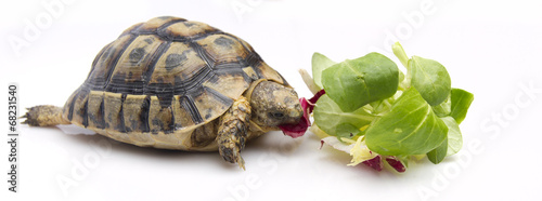 tortoise eating photo