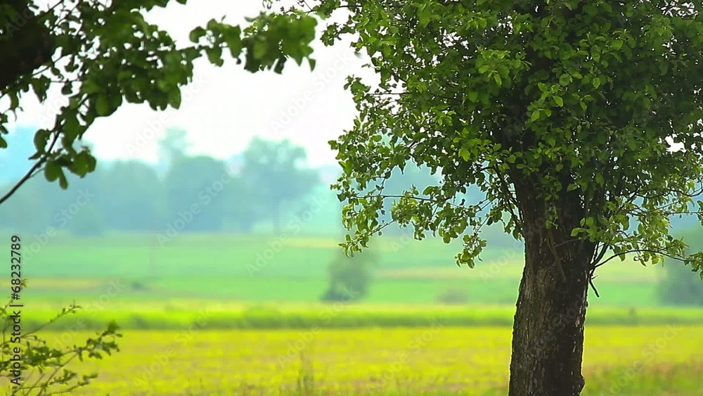 landscape of grey forest with green trees, nature series
