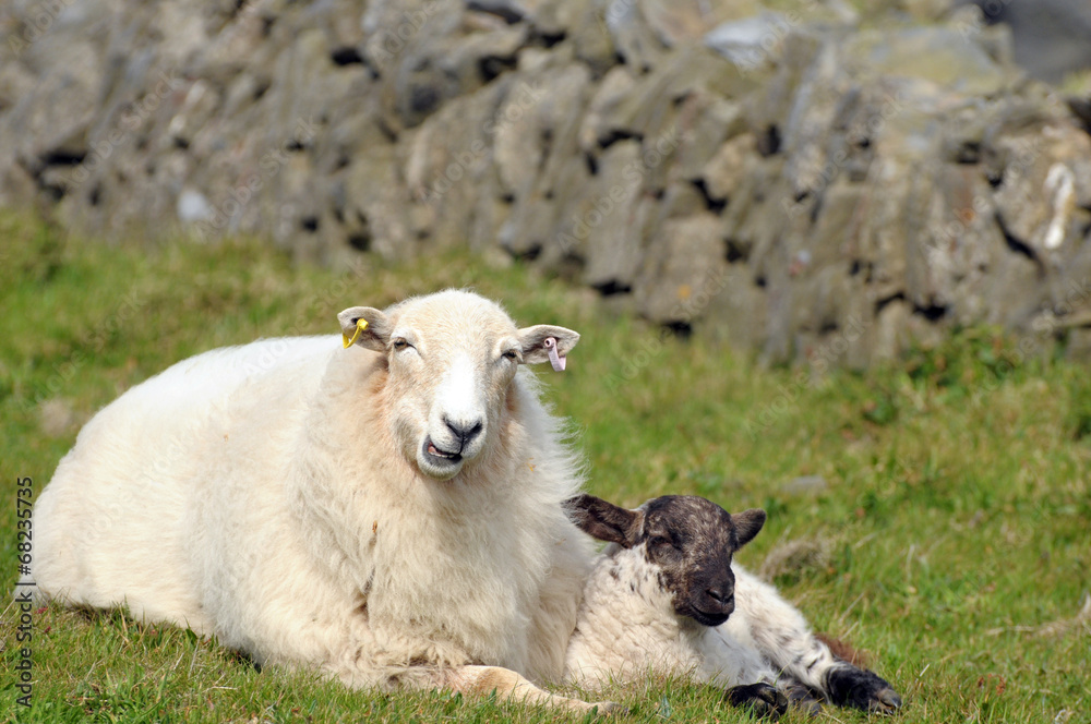 Fototapeta premium Lamb with adult sheep at LLangrannog in Cardigan, Wales