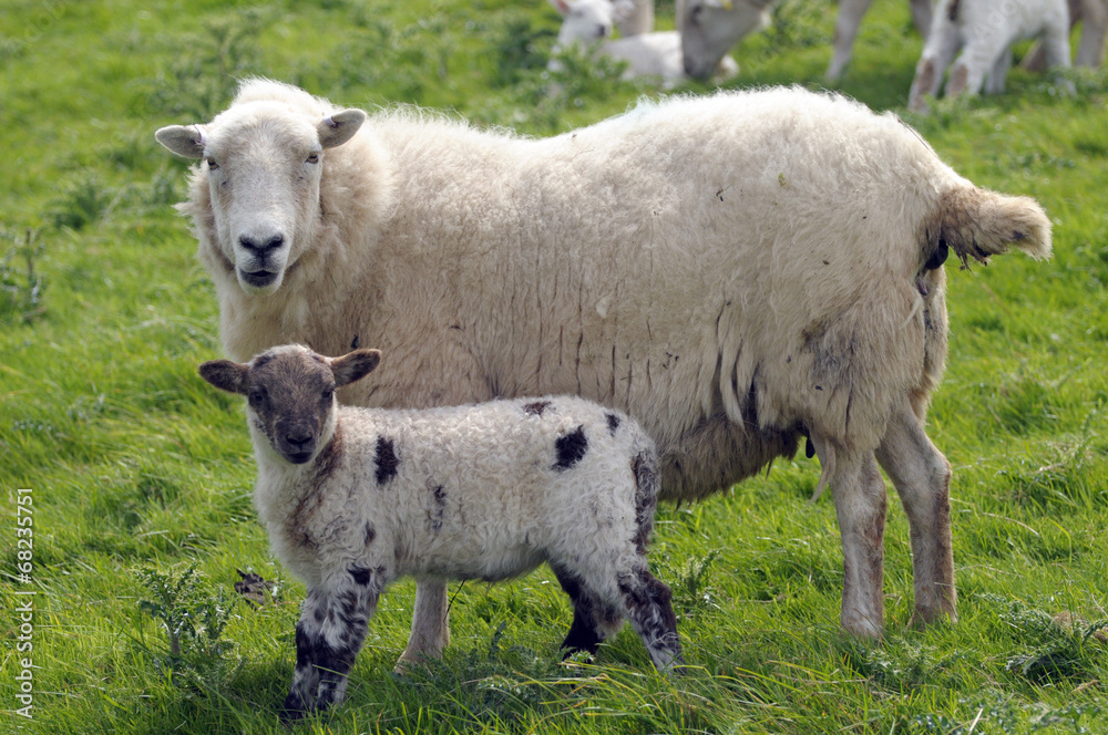 Lamb with adult sheep at LLangrannog in Cardigan, Wales
