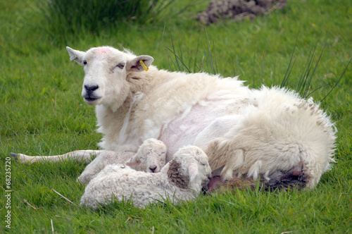 Lamb suckling at LLangrannog in Cardigan, Wales © davidyoung11111
