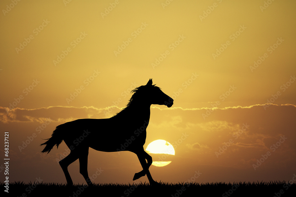 galloping horse at sunset galloping horse at sunset
