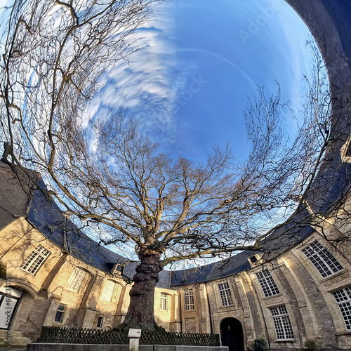 Arbre fantastique photo