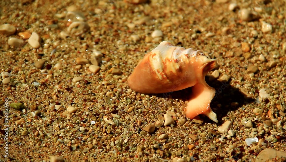 Small shell in the sand.