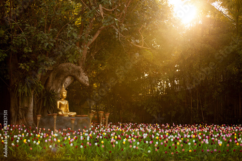 Field of tulips in Wat Phan Tao, Chiangmai Thailand photo