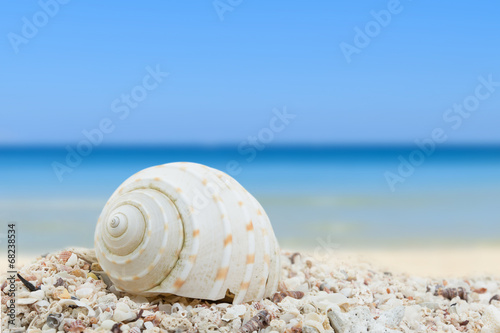 Sea shells beach background collection