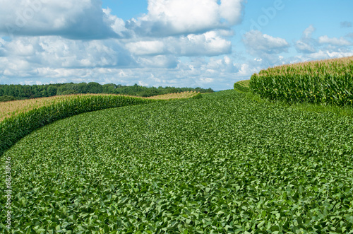 Soybean and Corn Crops