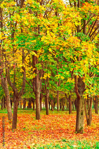 Beautiful autumn landscape in warm colors © Vladitto