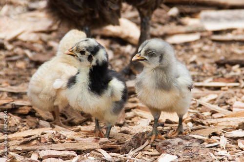 Group baby chickens