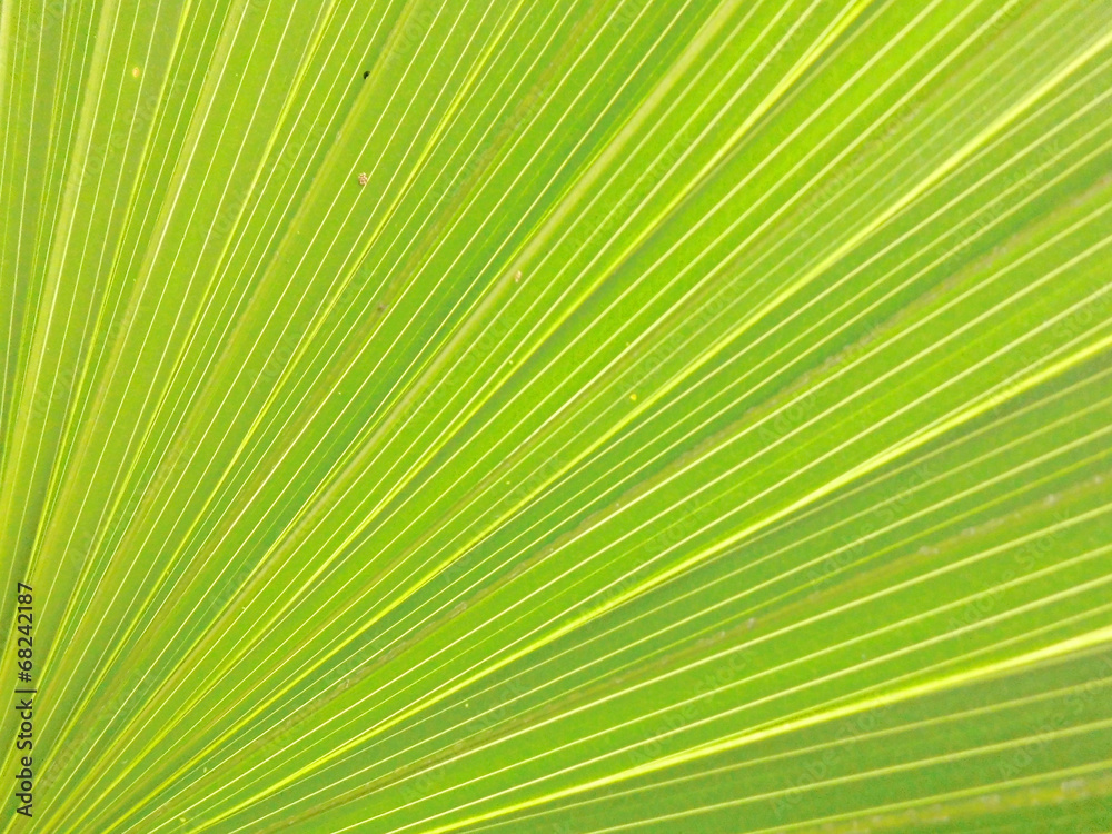 Close up of green leave texture Close up of green leave texture