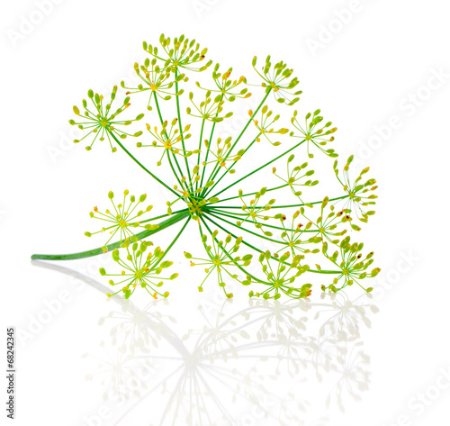 Dill flower isolated on white