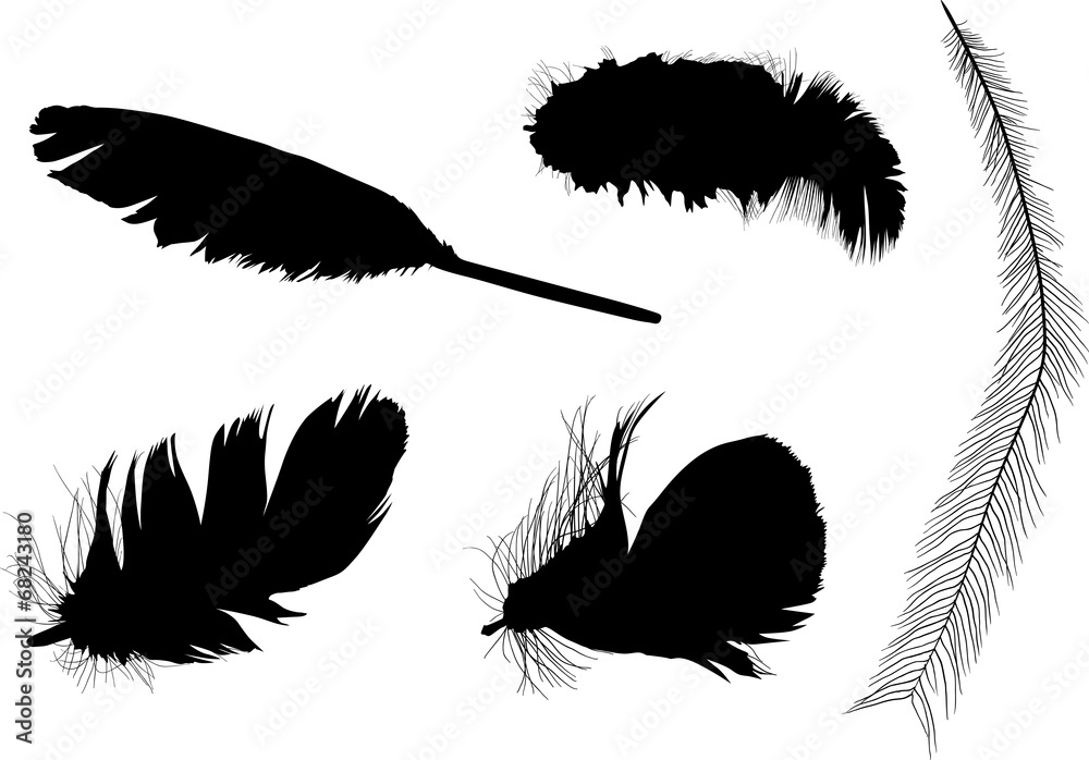 group of five isolated black feathers group of five isolated black feathers