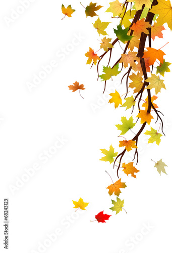 Branch with autumn maple leaves, vector illustration.