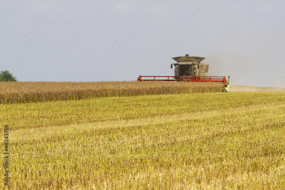 Fototapeta premium Combine harvester harvesting oil seed rape