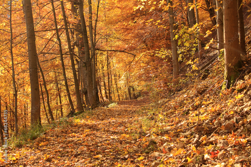 Obraz premium Herbst