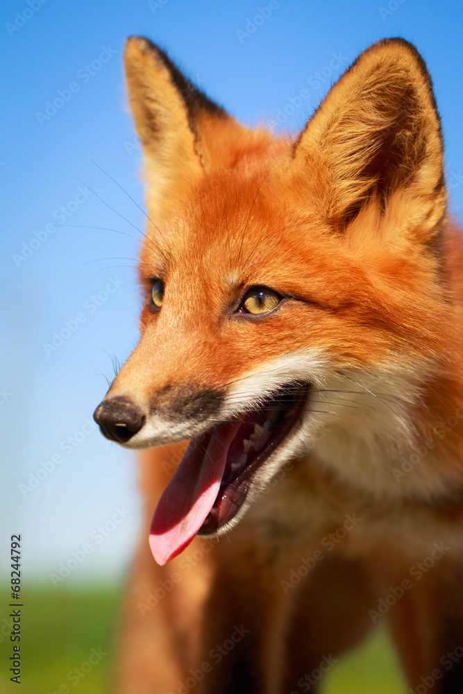 Fototapeta premium red fox pup