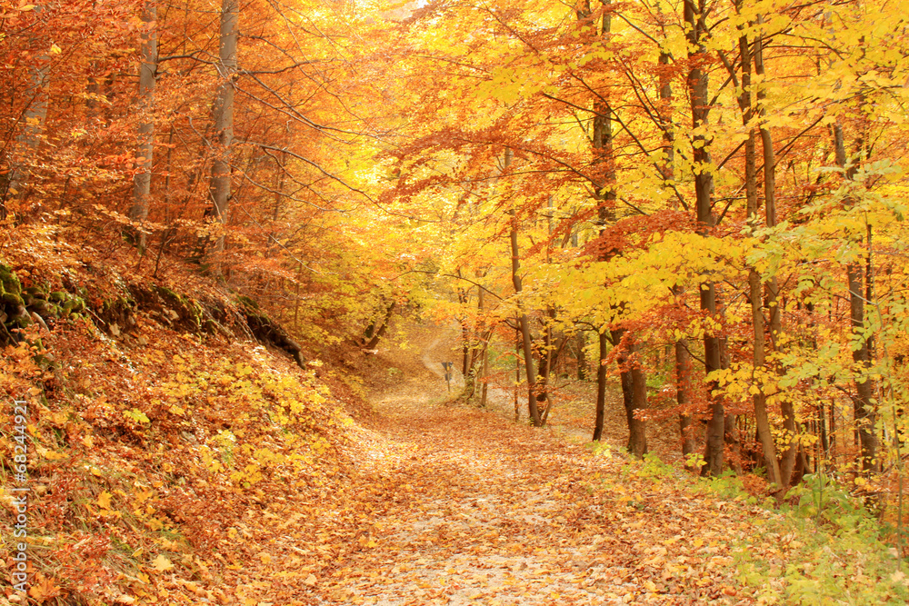 Obraz premium Herbst