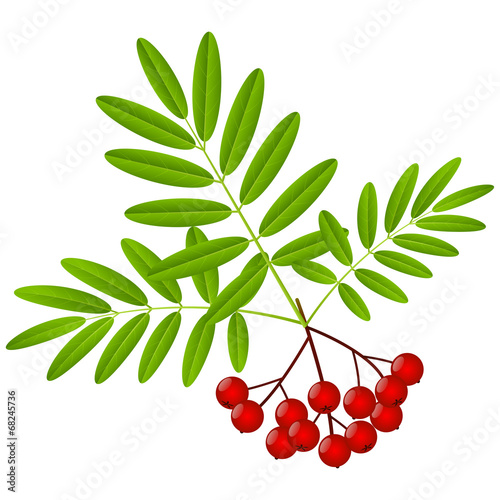 Rowan berries with green leaves