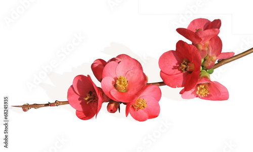 Fotografie, Tablou fleur de cognassier du Japon
