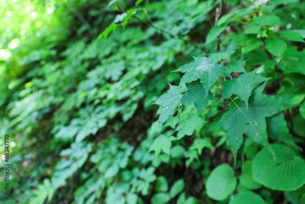Obraz premium 緑の葉