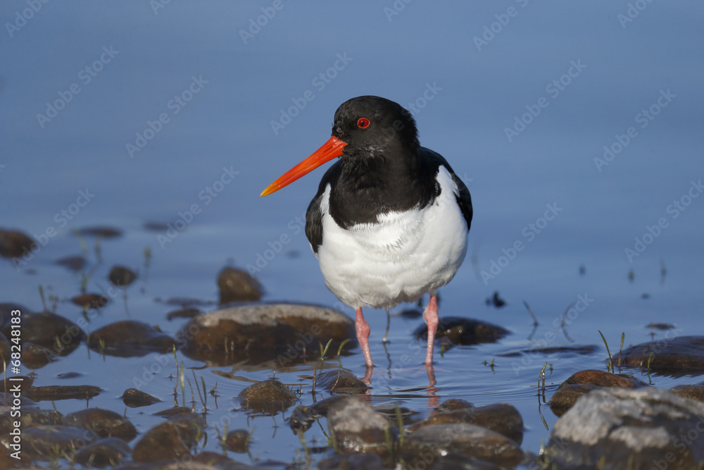 Oystercatcher, Haematopus ostralegus Oystercatcher, Haematopus ostralegus