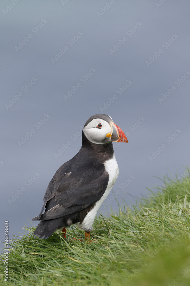 Fototapeta premium Puffin, Fratercula arctica