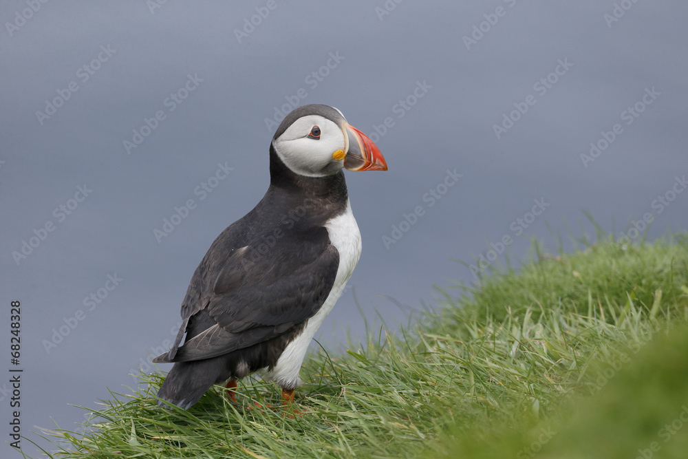 Naklejka premium Puffin, Fratercula arctica